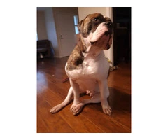 American Bulldog puppy for sale - 4