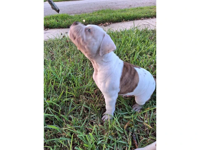 American Bulldog puppy for sale - 8/11
