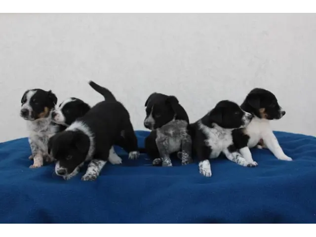 Border Collie Cross puppies local delivery - 1/11