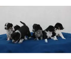 Border Collie Cross puppies local delivery