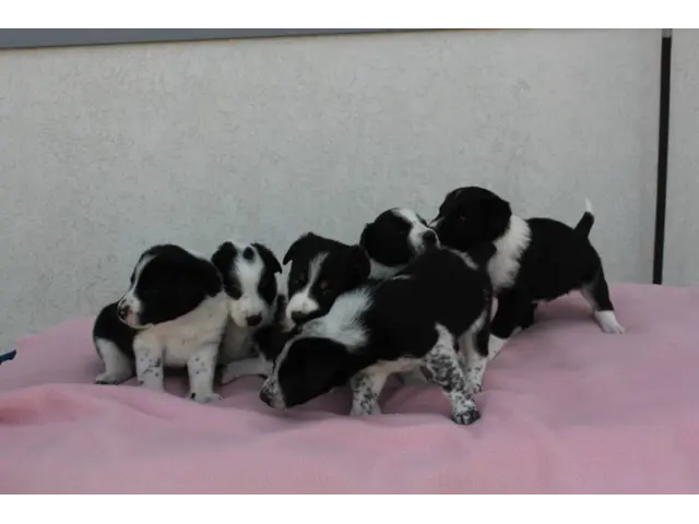 Border Collie Cross puppies local delivery - 2/11