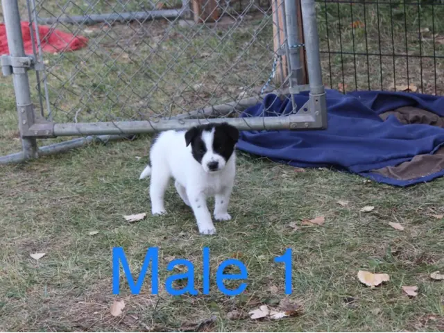 Border Collie Cross puppies local delivery - 3/11