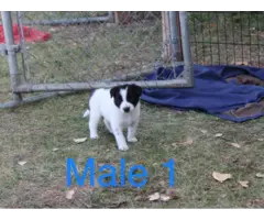 Border Collie Cross puppies local delivery - 3