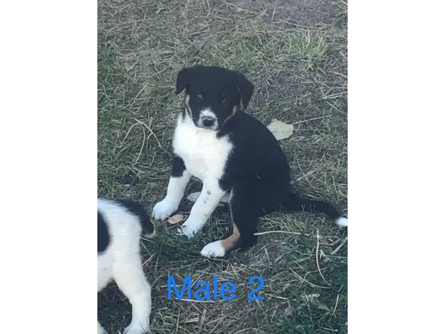 Border Collie Cross puppies local delivery - 4/11