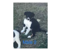 Border Collie Cross puppies local delivery - 4