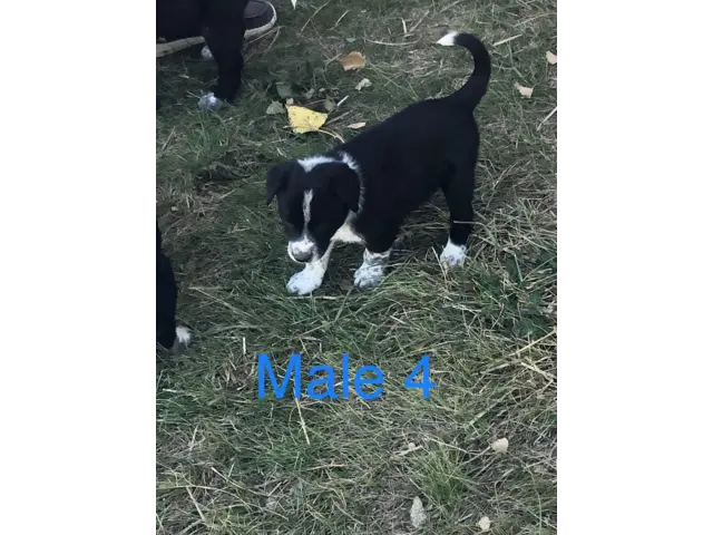Border Collie Cross puppies local delivery - 6/11