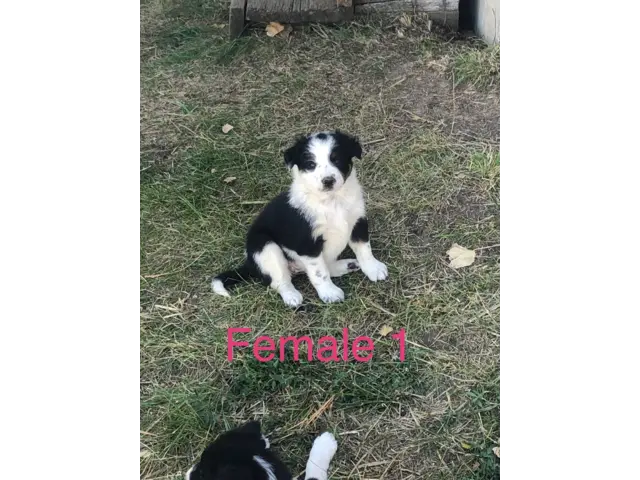 Border Collie Cross puppies local delivery - 7/11