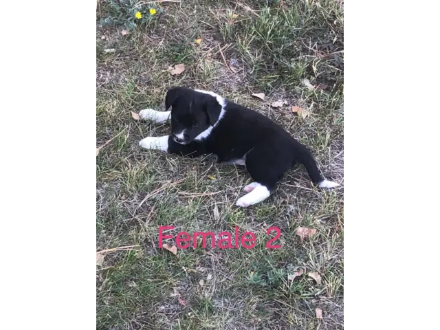 Border Collie Cross puppies local delivery - 8/11