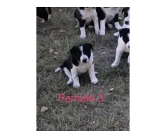 Border Collie Cross puppies local delivery - 9