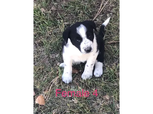 Border Collie Cross puppies local delivery - 10/11