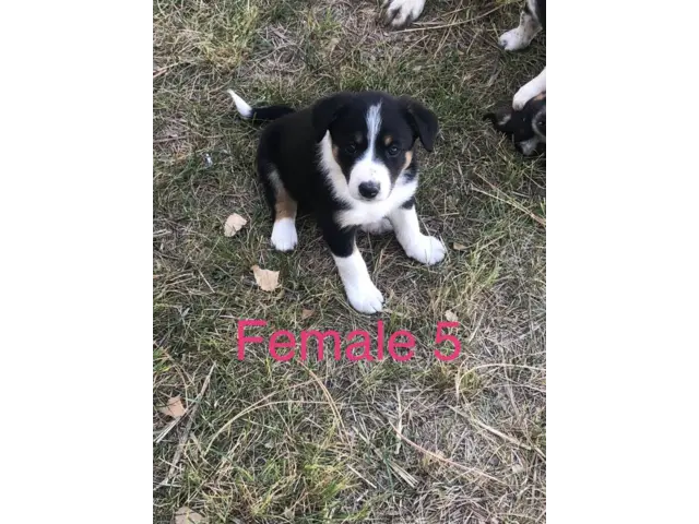 Border Collie Cross puppies local delivery - 11/11