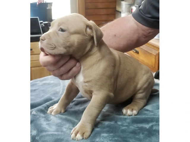 Puppies for Sale - 1/10