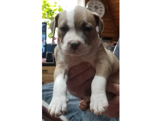 Puppies for Sale - 3/10