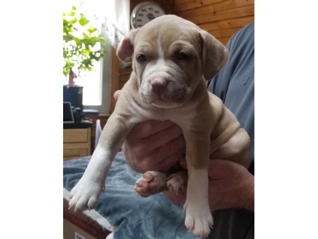 Puppies for Sale - 4/10