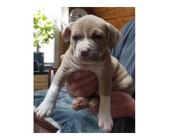 Puppies for Sale - 4