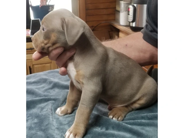 Puppies for Sale - 5/10
