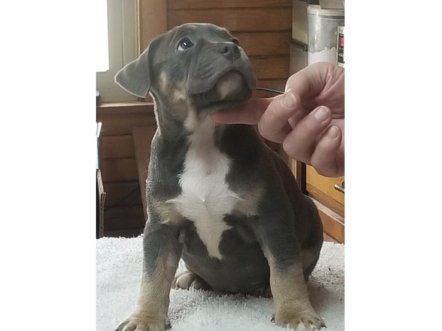 Puppies for Sale - 7/10