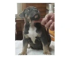 Puppies for Sale - 7