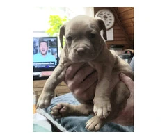 Puppies for Sale - 8