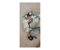 Beautiful Irish Wolfhound puppies available - 4