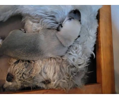 Beautiful Irish Wolfhound puppies available - 5