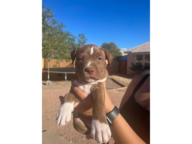 Brown and white Pit bull puppies - 1/7