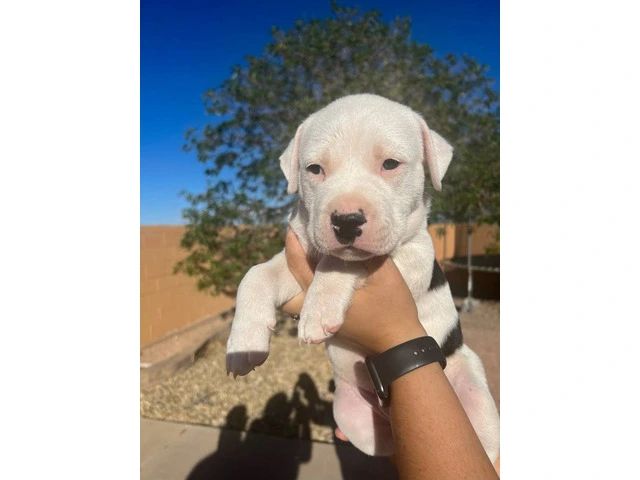 Brown and white Pit bull puppies - 5/7