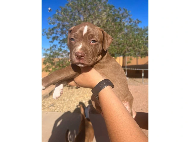 Brown and white Pit bull puppies - 6/7
