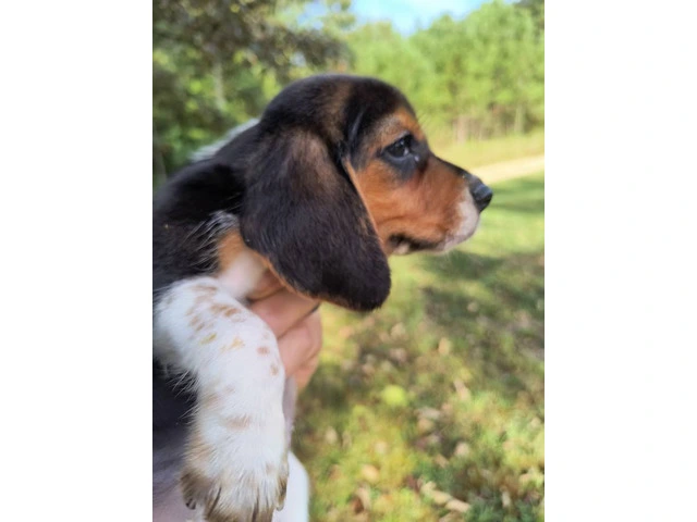 8 purebred short leg beagle puppies - 1/8