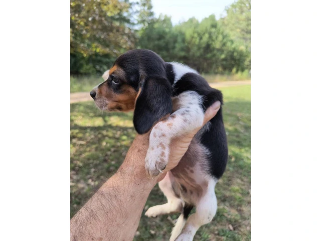 8 purebred short leg beagle puppies - 2/8