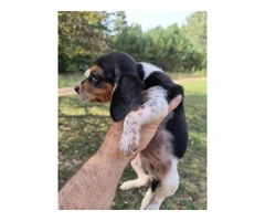 8 purebred short leg beagle puppies - 2