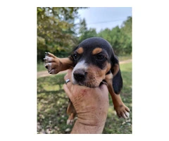 8 purebred short leg beagle puppies - 3