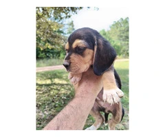 8 purebred short leg beagle puppies - 5