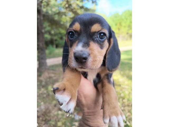 8 purebred short leg beagle puppies - 6/8