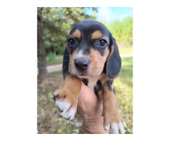 8 purebred short leg beagle puppies - 6