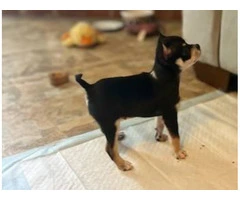 3 cute CHISENJI puppies for sale