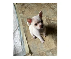 3 cute CHISENJI puppies for sale - 2