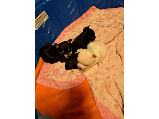 3 cute CHISENJI puppies for sale - 7/8