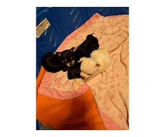 3 cute CHISENJI puppies for sale - 7