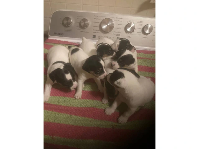 Jack Russell puppies - 1/5