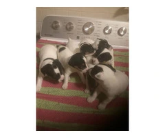 Jack Russell puppies - 1