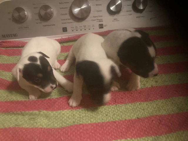 Jack Russell puppies - 2/5