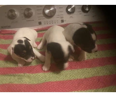 Jack Russell puppies - 2