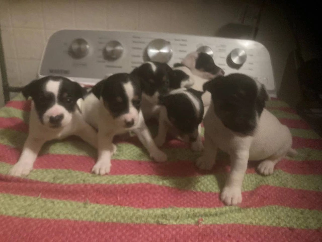 Jack Russell puppies - 3/5