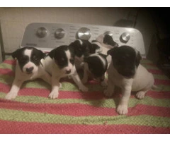 Jack Russell puppies - 3