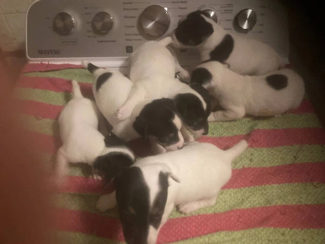 Jack Russell puppies - 4/5