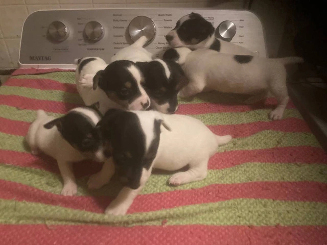 Jack Russell puppies - 5/5