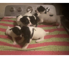 Jack Russell puppies - 5