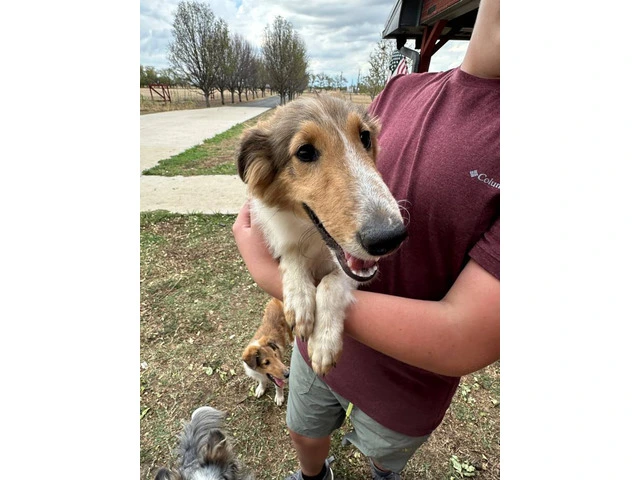 Sheltie puppies (local pickup only) - 2/15