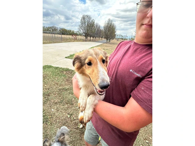 Sheltie puppies (local pickup only) - 4/15